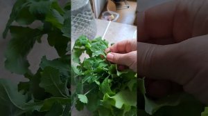 как убрать горечь с одуванчиков