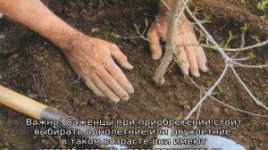 Яблоня Хани Крисп