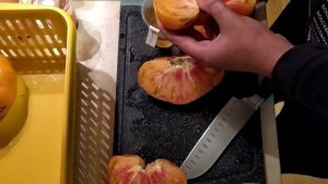 Мой рекордный помидор - 836 г сорт Мятные 2020