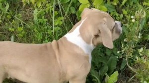 Щенки американского стаффордширского терьера от пары чемпионов ?