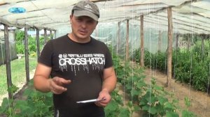 ПОЧЕМУ НА ОГУРЦАХ НЕ ВЯЖУТСЯ ОГУРЧИКИ?