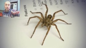 Huntsman паук в Австралии