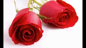 Шейх аль-Фаузан. Может ли жена поставить мужу условие: не брать вторую жену?