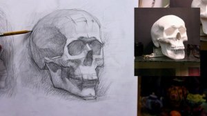 Критика и исправление рисунка черепов