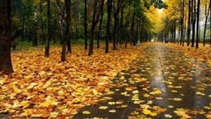 "Листья жёлтые медленно падают" - Tina Russian (двор.песня)