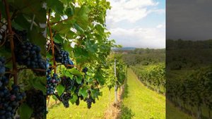 Валерий Михайлович Дидюля (солнце в бокале).