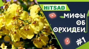 Ошибки При Выращивании Орхидеи Мифы и Заблуждения Об Орхидеях Часть 1
