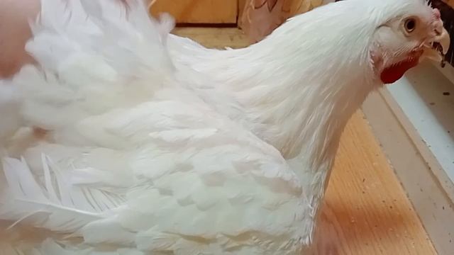 Перепелятам 5 дней! Бесполезная перепёлка, куда её??? Бройлеру на кухне 3 месяца!