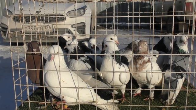 21.02.21. Птичий рынок, Пятигорск-ч1.02/21/21. Poultry market, Pyatigorsk-ch1 смотреть онлайн