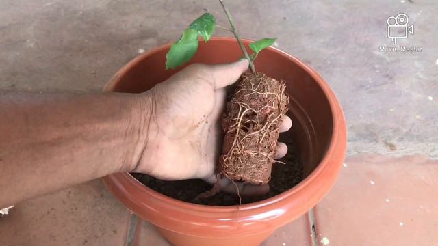 Potting hibiscus plant/ how to grow hibiscus plant at home / how to plant hibiscus plant смотреть онлайн