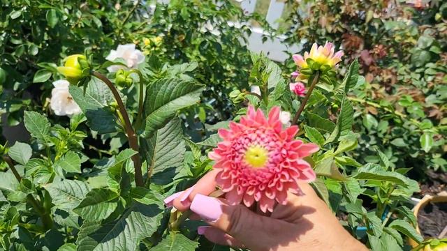 August Container Garden Tour  #dahlias #roses #snapdragons #sunflowers #crazyplantlady #planttube