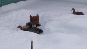 Подсадные утки в домашних условиях ,зима.