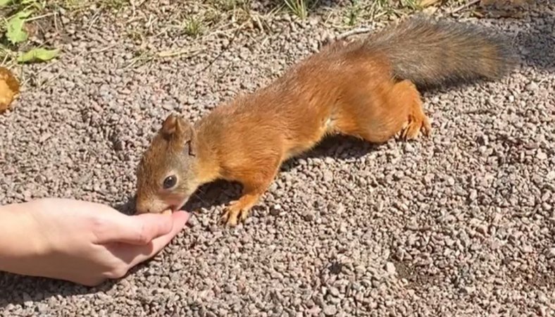 Кормим белку орешками в парке Петергоф г. Санкт-Петербург