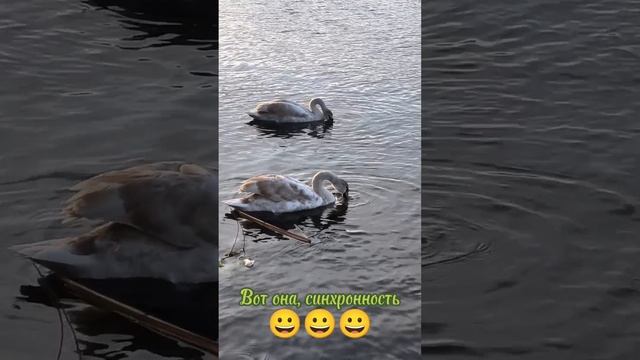Вот как выглядит синхронность♥️♥️♥️