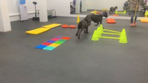 Кане Корсо играет (5 мес) с немецким догом (6мес)