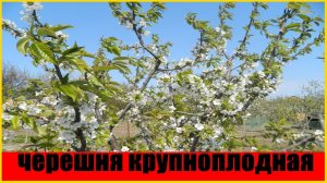 черешня крупноплодная Поздние сорта черешни #Крупноплодная