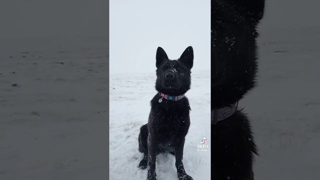 Сделай пожалуйста что он сказал 😃