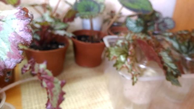 Комнатные растения, детки бегонии, как растут малыши деточки, уход
