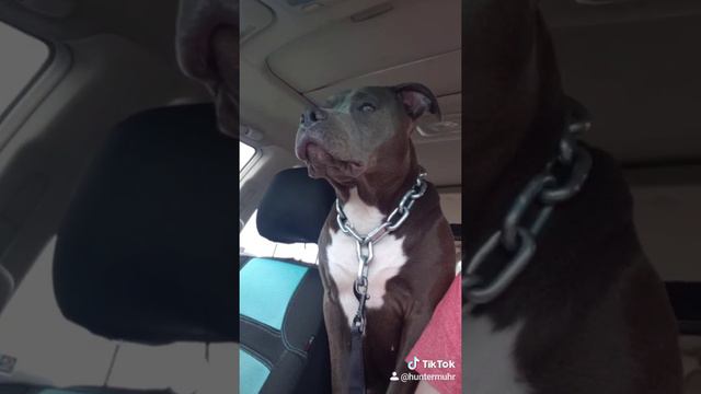 Pitbull and squeaky toy sound