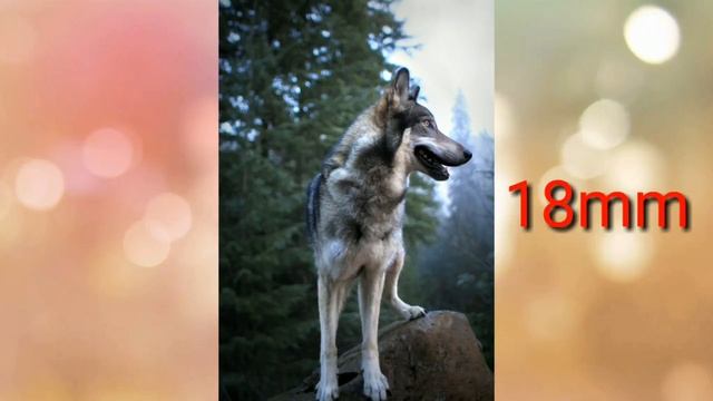 Canon 1300D Zoom test смотреть онлайн