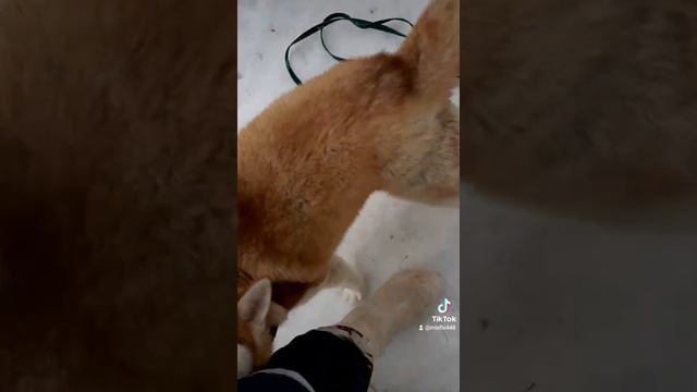 Хаски напала на хозяина. смотреть онлайн