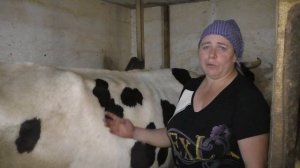 Рацион и кормление наших молочных коров/Сколько дают наши коровы молока/