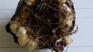 Самые Ранние  ЦВЕТЫ. Красивые Ультраранние Луковичные,