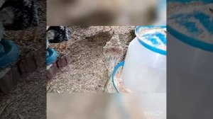 Расклёв у загорских лососёвых и методы борьбы с ним