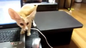 Лис фенек показал характер