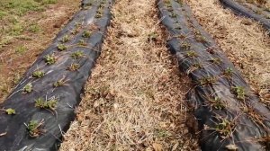 выращивание клубники в Кировской области