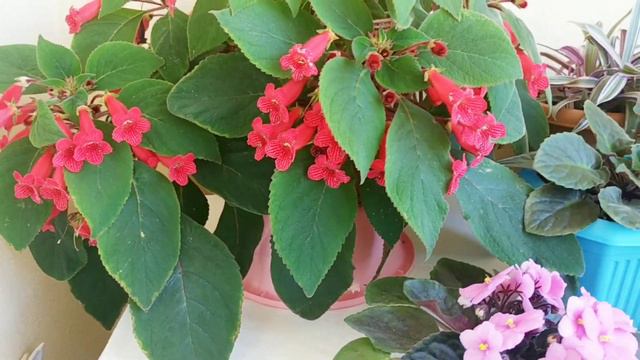 ÇİÇEK BAKIMI ✅ ÇİÇEK COŞTURAN KÜR 🤔 KOHLERA ÇİÇEĞİNİZ AÇMIYORSA BİRDE BUNU DENEYİN 🤔❓ смотреть онлайн