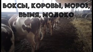 Боксовое открытое содержание дойных коров в метель