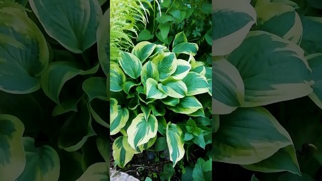 Хоста (она же Функия)?☘