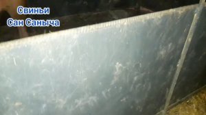 Размеры клеток для свиней