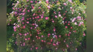 Георгий Иванов  -《 Как туман на рассвете...》: Стихи