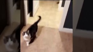 Смешные коты? 
 Попробуй не засмеяться?