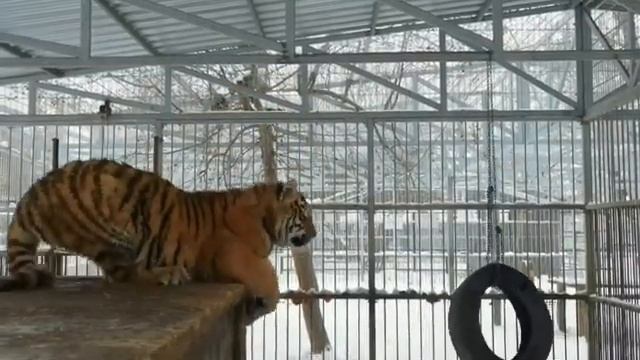тигр Шерхан из Барнаульского зоопарка  И он возомнил себя птичкой