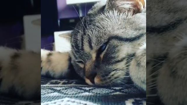 Демоны завладели котом смотреть онлайн