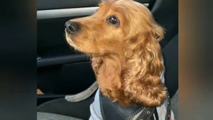 Сандра Мантика - Грустная История