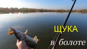 В этом болоте полно рыбы.Щука прыгает за виброхвостом.Поймали карася руками.