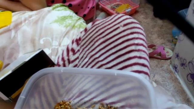 правильный перевод с одного корма на другой смотреть онлайн