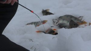 НЕ ШОК!!ОНИ ЛЕЗУТ В ЛУНКИ И НЕ РАЗГИБАЮТ КРЮЧКИ))))Рыбалка 2020, ловля окуня,плотва,безмотылка,Обь.