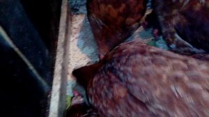 Куры-несушки. Для чего курам давать песок?