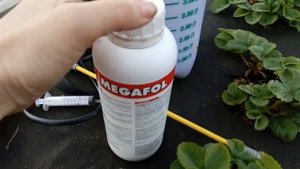 КЛУБНИКА спасаем от Мороза! ОБРАБОТКА "МЕГАФОЛОМ". Заморозки!!!