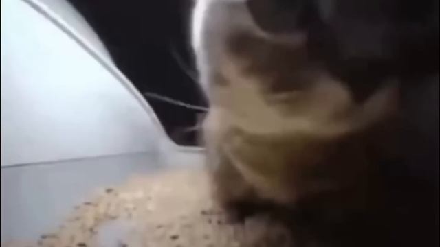 CHIPI CHIPI CHAPA CHAPA CAT 24 HOURS