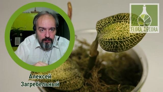 Драгоценные орхидеи (лекция)