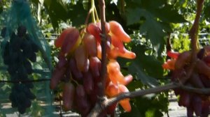 Виноград Фламенко