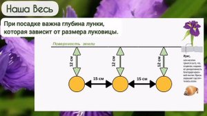 Луковичные ирисы - уход.