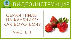 Земляника: как бороться с серой гнилью. Часть 1