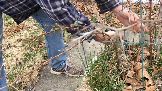 Raspberry Pruning Basics | Spring Raspberry Pruning | Rubus idaeus смотреть онлайн